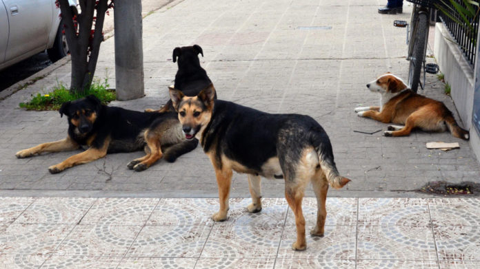 vf-castran-perros-callejeros