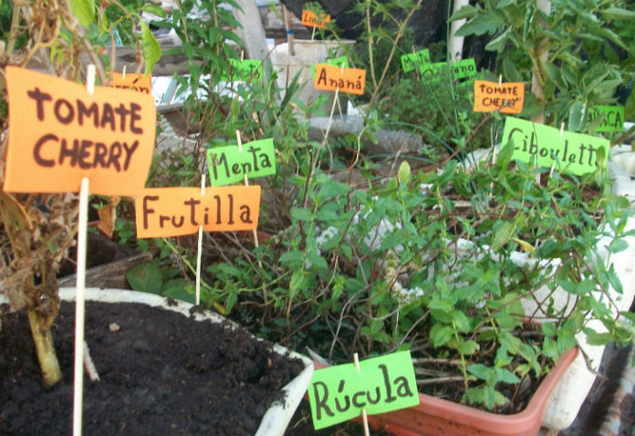 huerta-orgánica-casera