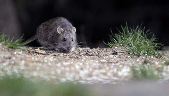 hantavirus-chubut