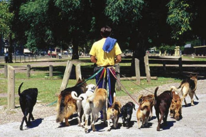 60878-capacitaran-sobre-conducta-canina-a-paseadores-de-perros