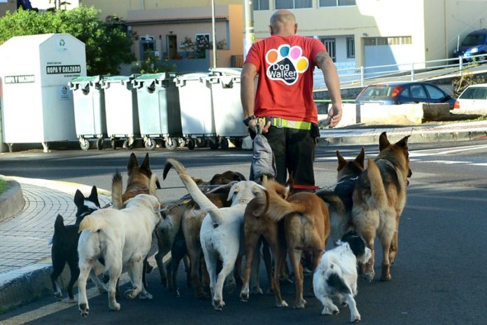 sm dog walker 03.jpg