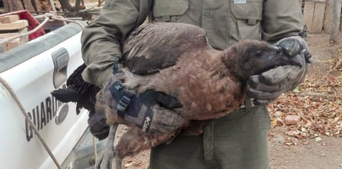 condor