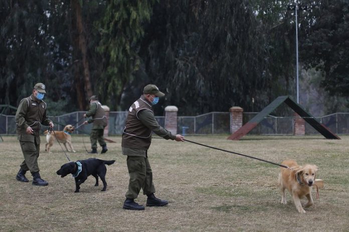 perros