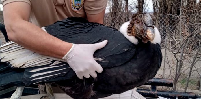 WEB-Condor-rescatado-2-696x344