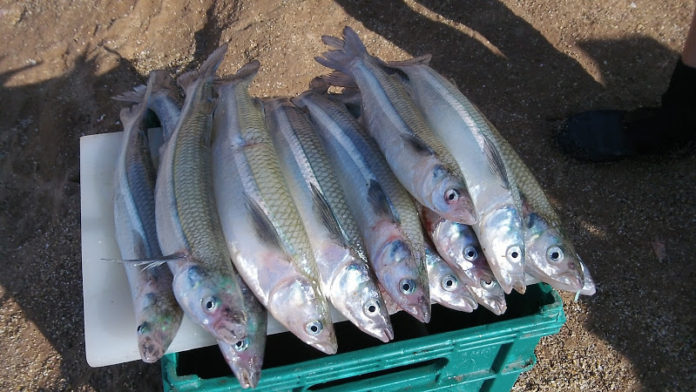 peces