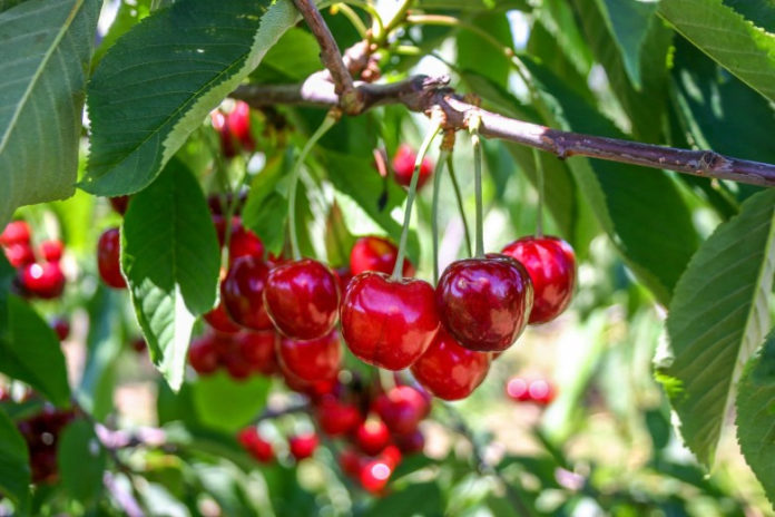 cereza