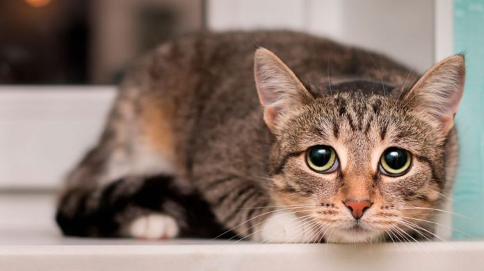 gatito