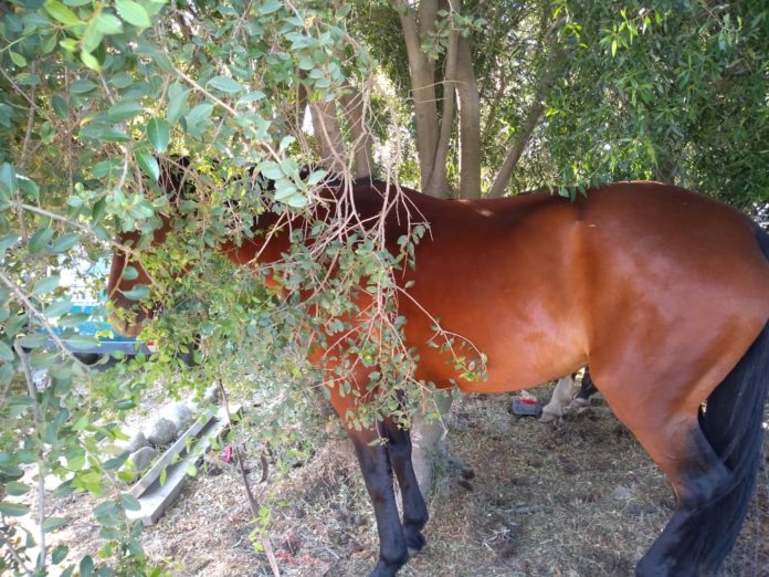 caballito