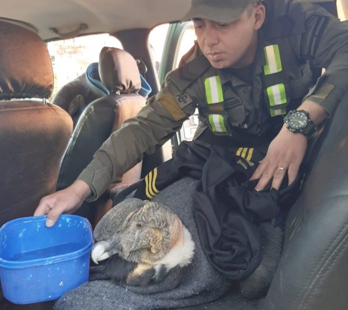 condor