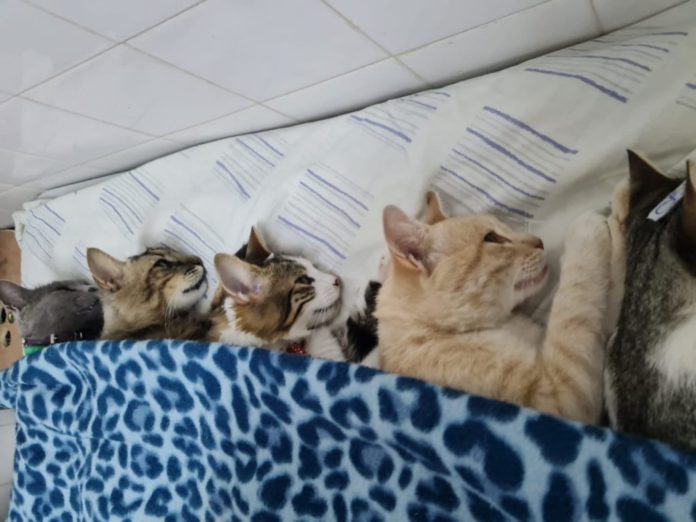 gatitos