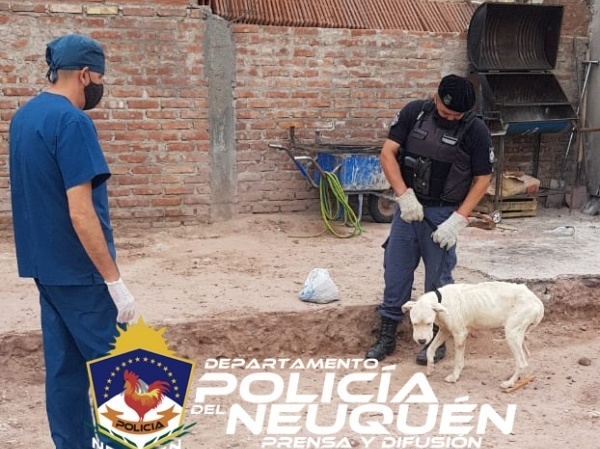 perro
