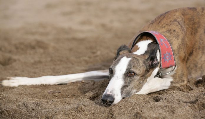 galgos