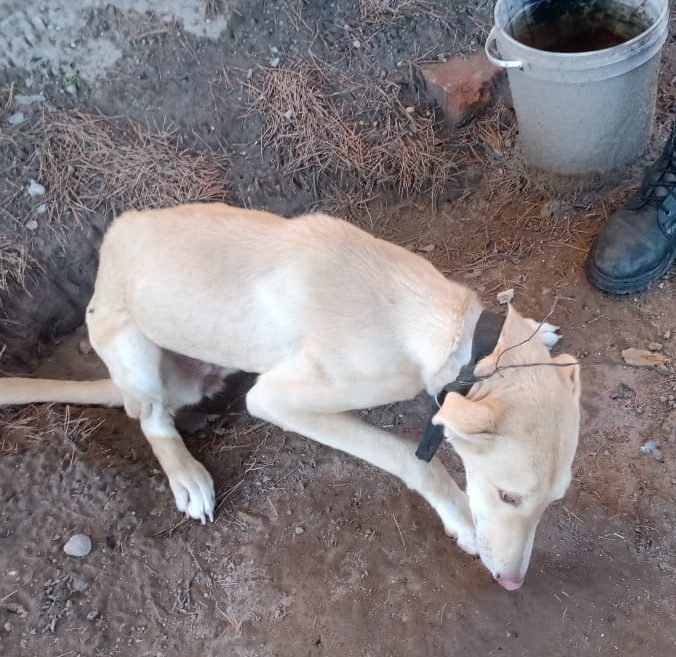 maltratoanimal