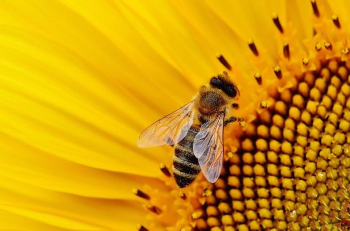 Abejas