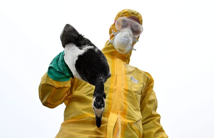 bird-virus