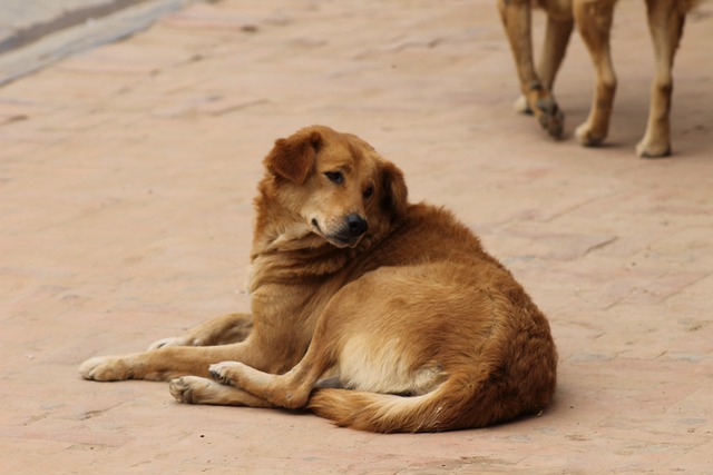 street-dog-5517923_640