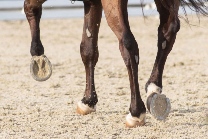 caballo