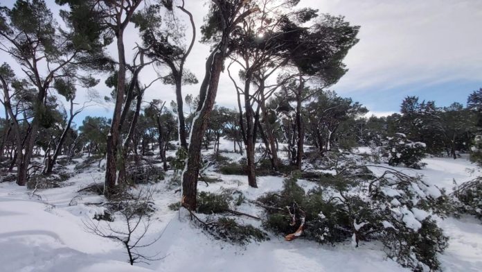 Nieve-Arboles
