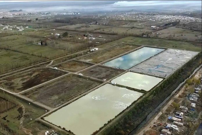 planta-cipolletti