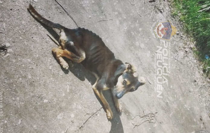 Perrito-Maltrato