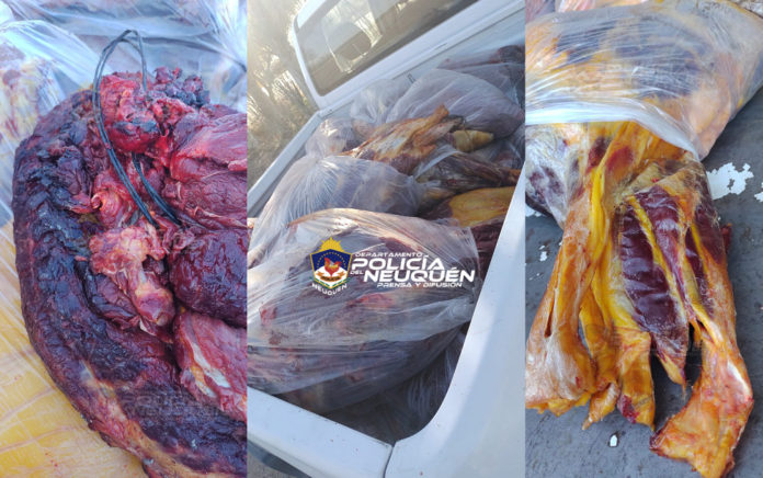 carne equina