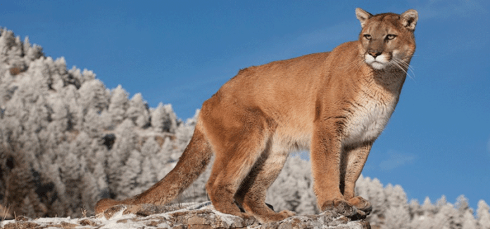 puma