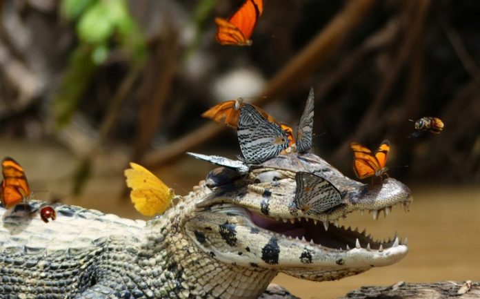 animales