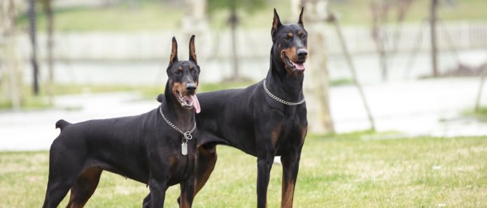 perros