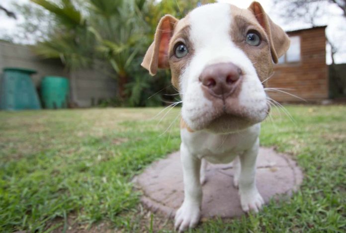 pitbull2