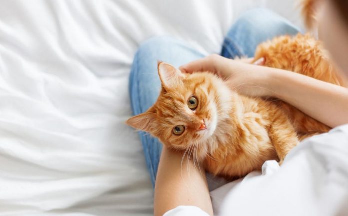 castrar-gato-1