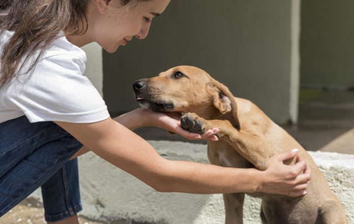 perrito