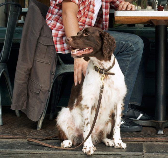 perro-comercios