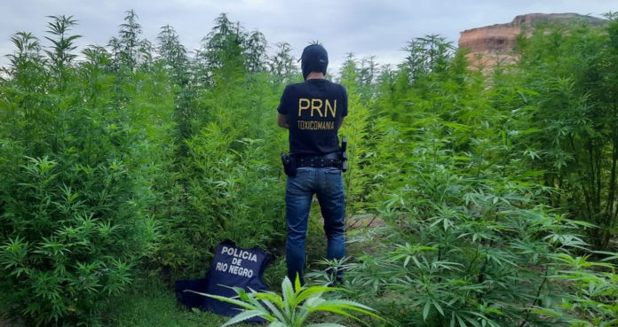 operativo-antidroga