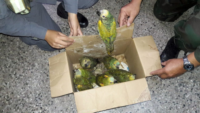 rescate_animales-loros