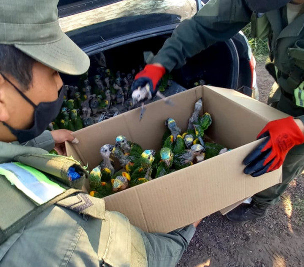 viajaban_hacia_santa_fe_trasladando_100_loros_habladores_ocultos_en_el_baul_de_un_automovil_4