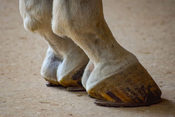 caballo