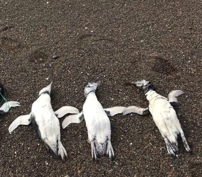 pinguinos-chubut