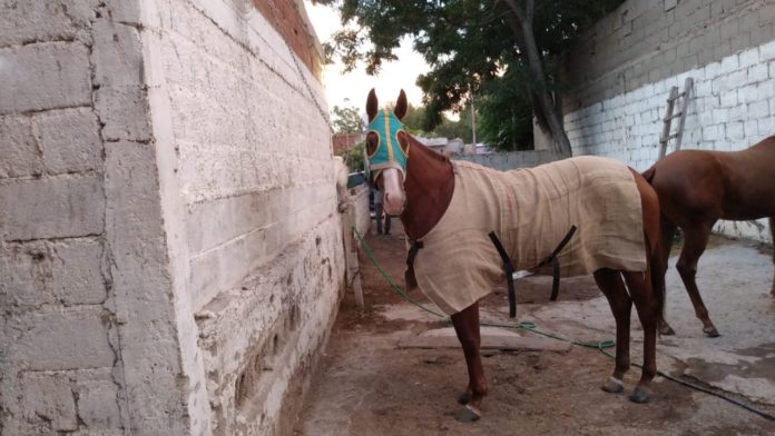 animal-robado