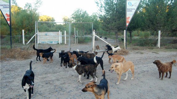 en-el-refugio-canino-la-isla-jordan-hay-cientos-perros-que-necesitan-mas-cuidado-alimentacion-y-compromiso-la-comunidad-adoptarlos