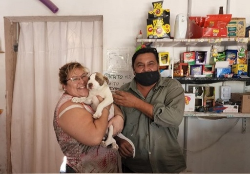 perrito