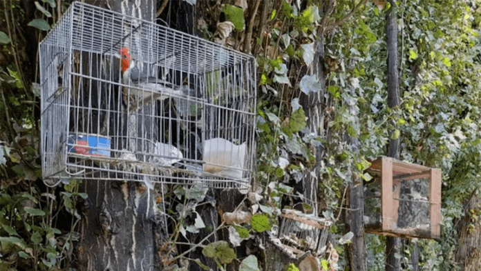 trabajadores-golondrinas-comercializaban-aves-protegidas