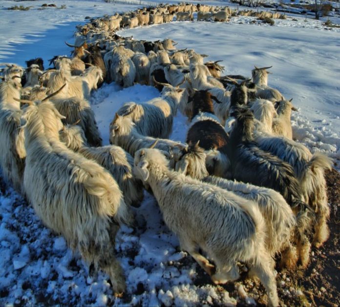 animales.nieve