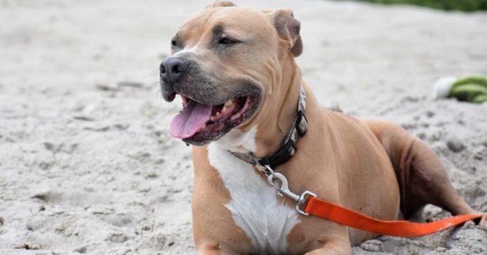 chien-race-pitbull