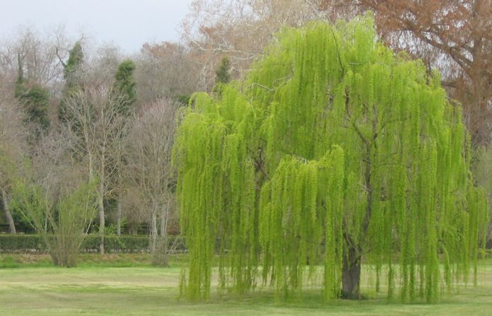 arbol-ciudad