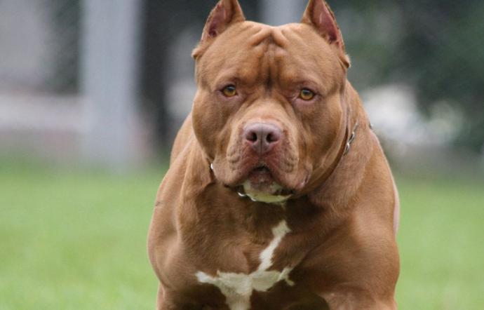 pitbull-1