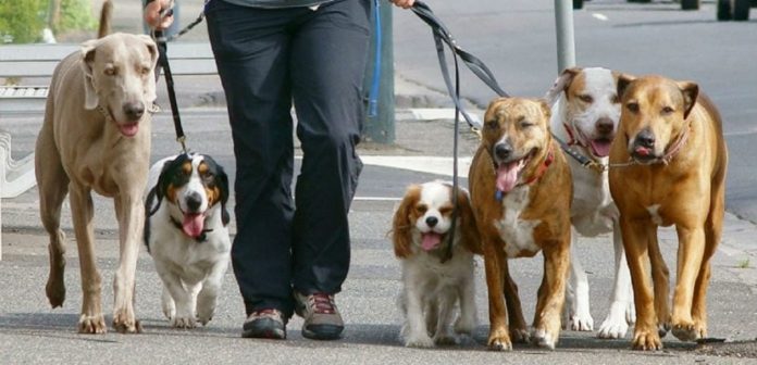 Paseador