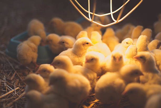 Small chickens basking in the lamplight