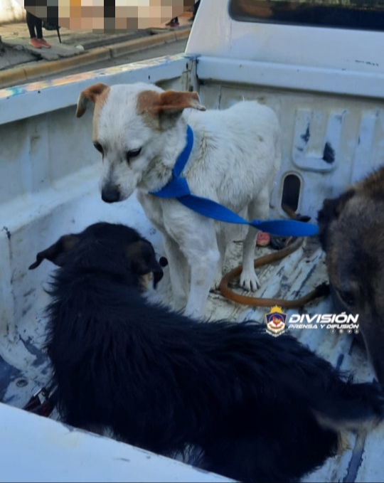 perritos