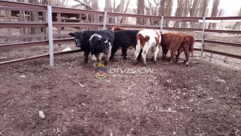 Formulan cargos por robo de ganado en un paraje