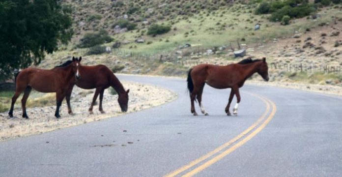 Caballo-suelto_1